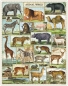 Preview: Cavallini Vintage Puzzle Animal World, 1000 Teile