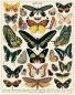 Preview: Cavallini Vintage Puzzle Butterflies, 1000 Teile