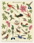 Preview: Cavallini Vintage Puzzle Hummingbirds, 1000 Teile