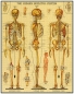 Preview: Cavallini Vintage Puzzle Anatomie, 1000 Teile