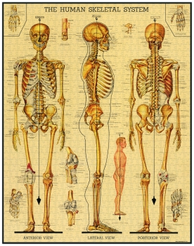 Cavallini Vintage Puzzle Anatomie, 1000 Teile